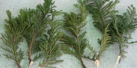 Kako razmnožavati reznice tuje kod kuće: proljeće, ljeto, jesen, zima, jednostavni i brzi načini, upute korak po korak